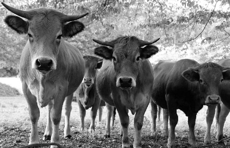 Bœuf label rouge label qualisud