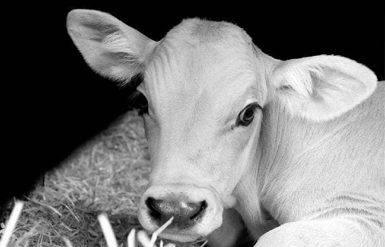 Viande de veau Chez Nath